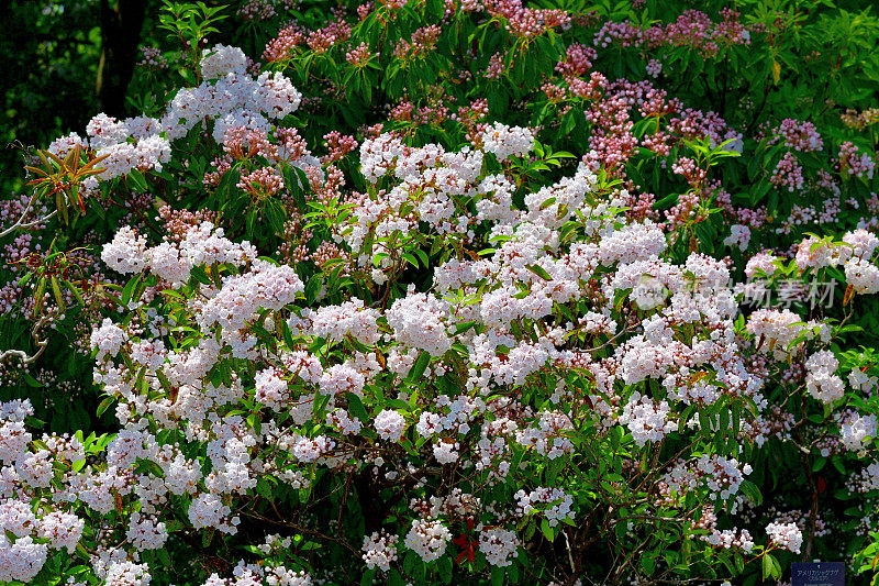 大叶菖蒲/山桂花